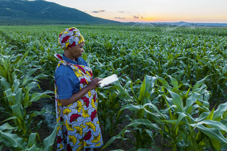 A woman consults a tablet computer while standing in an abundant maize field