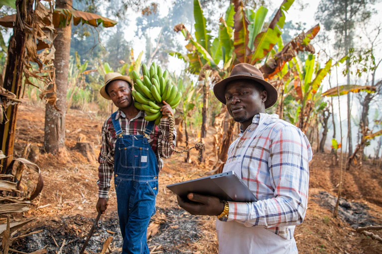 Deux hommes sont dans un champ de bananes
