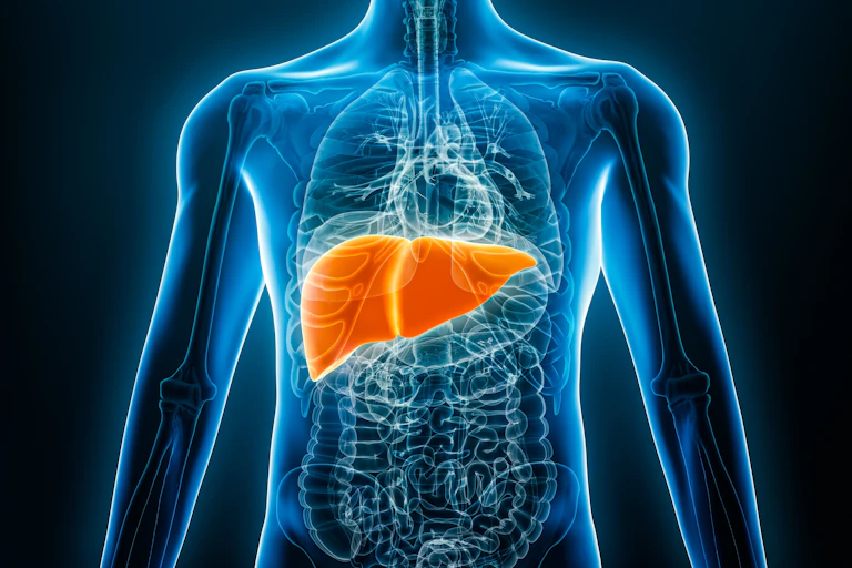 A digital drawing of a liver inside a person's body.