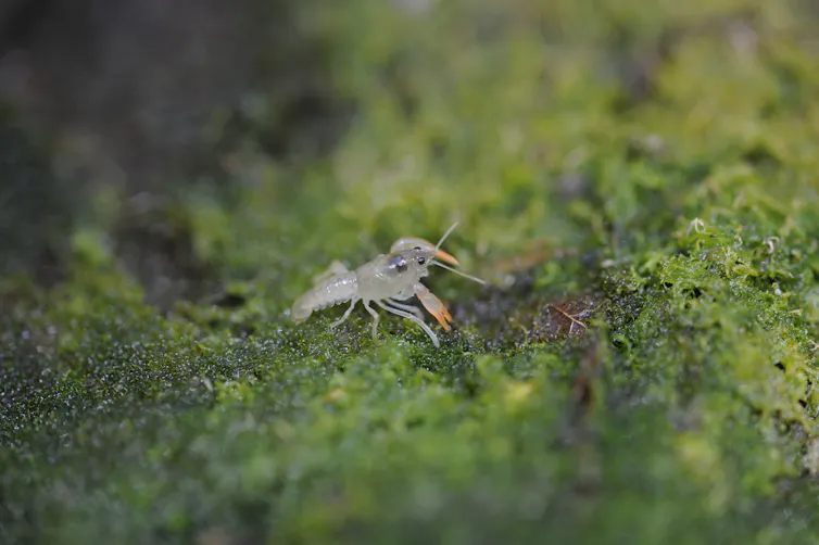 small crayfish on river weed