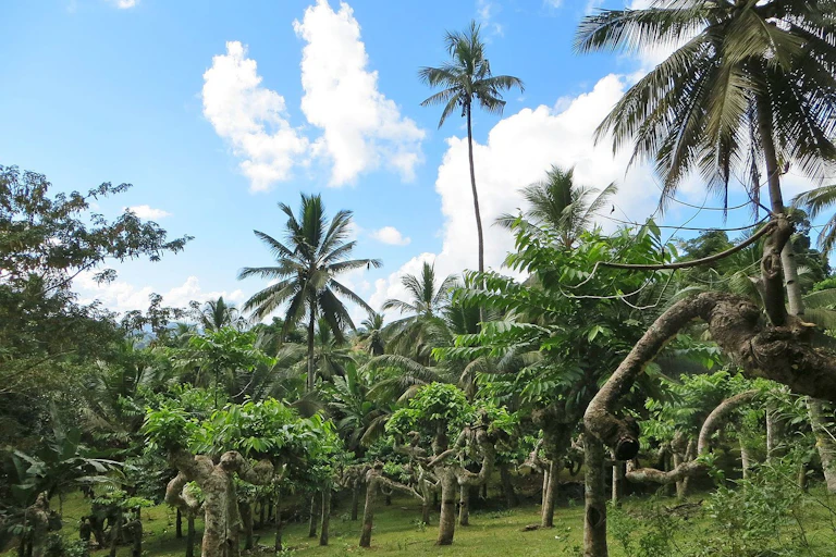 Champ d'ylang-ylang à Mayotte