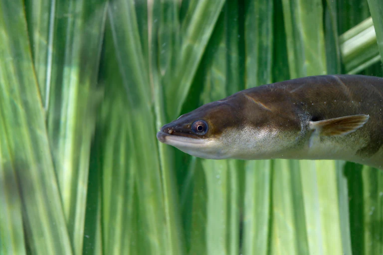 friendly looking eel