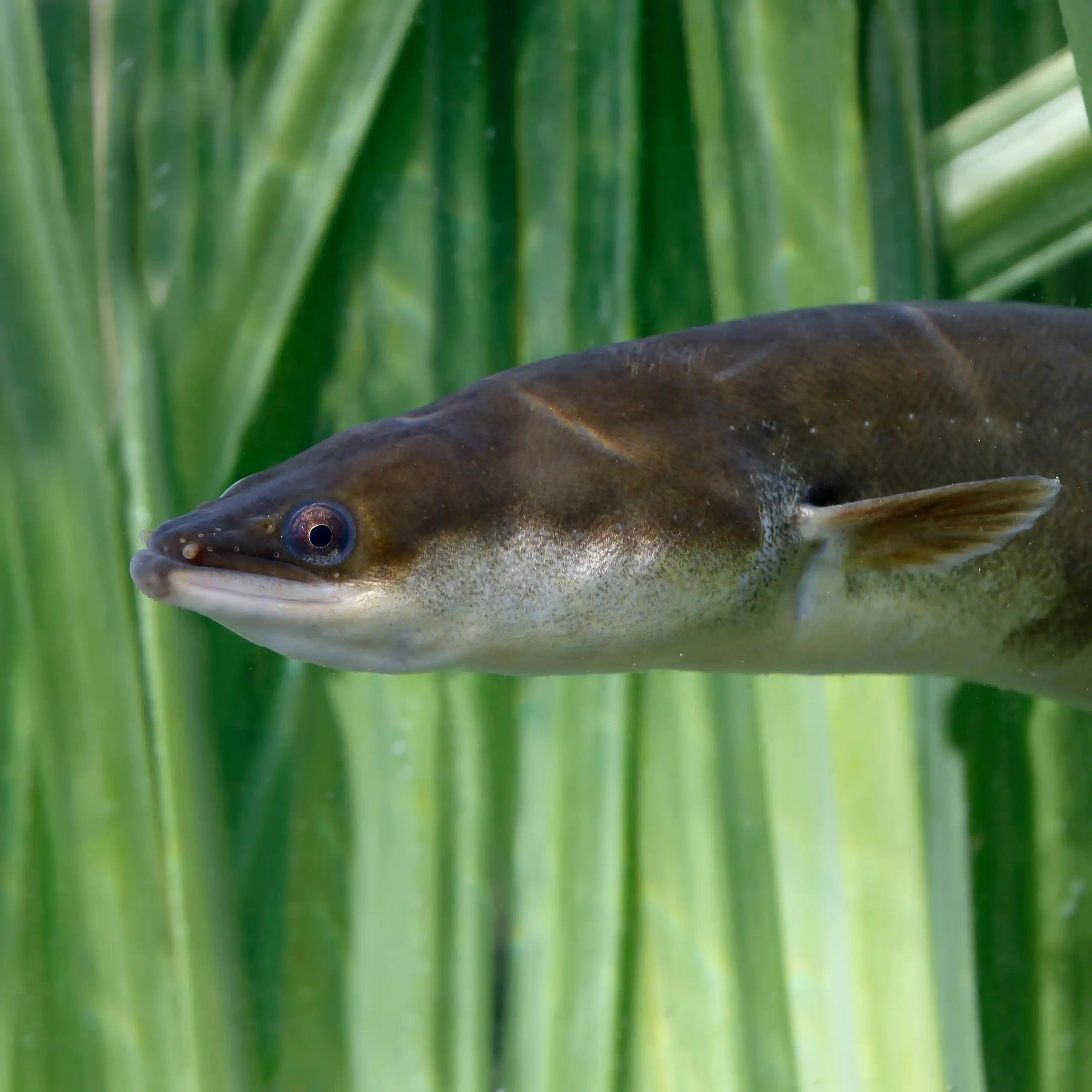 friendly looking eel