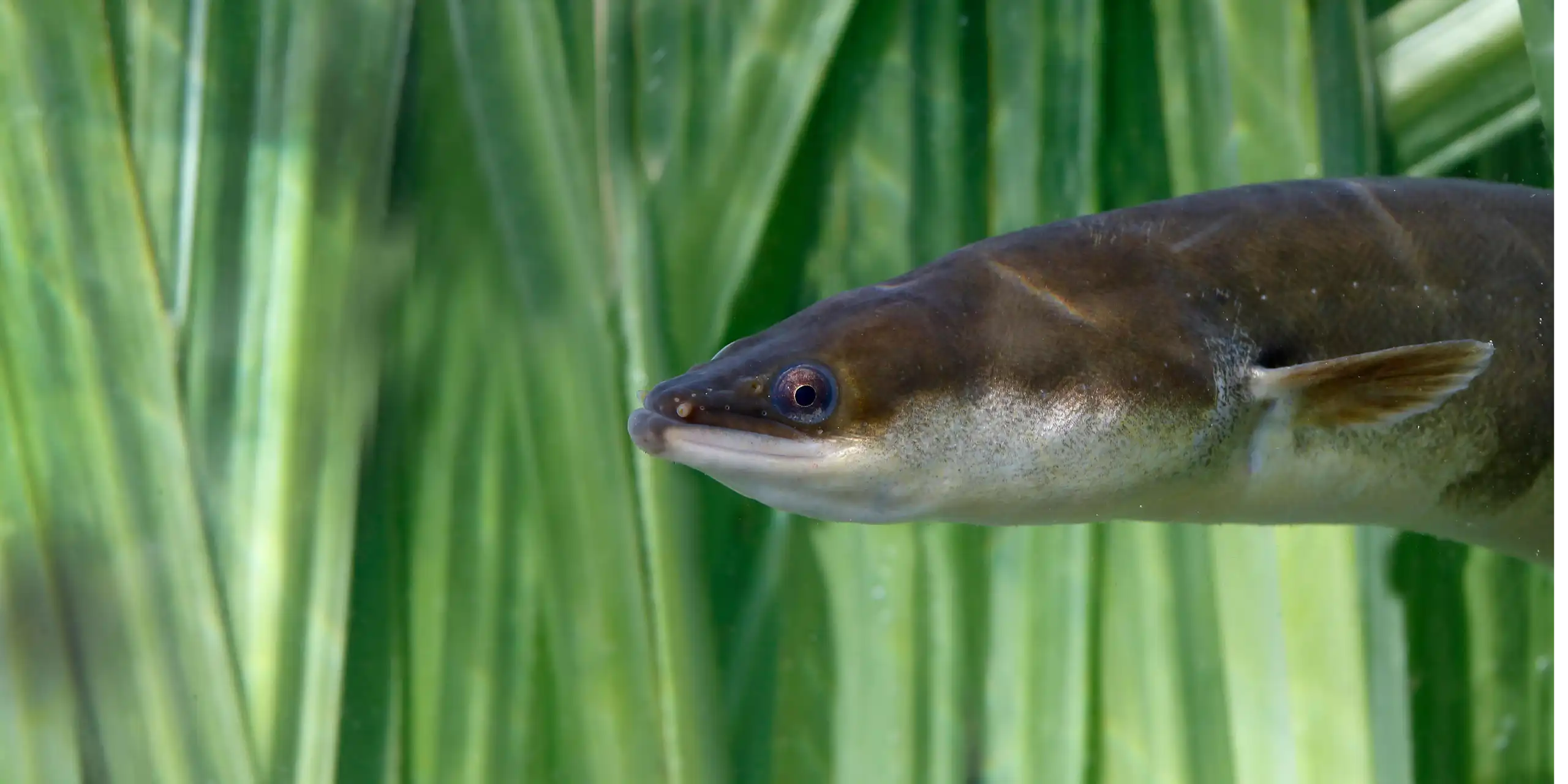 friendly looking eel