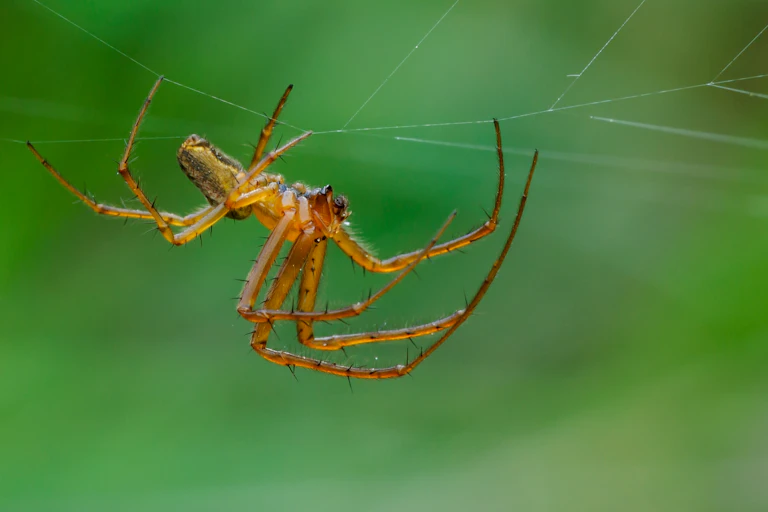 Aranha de jardim macho, Araneus diadematus.