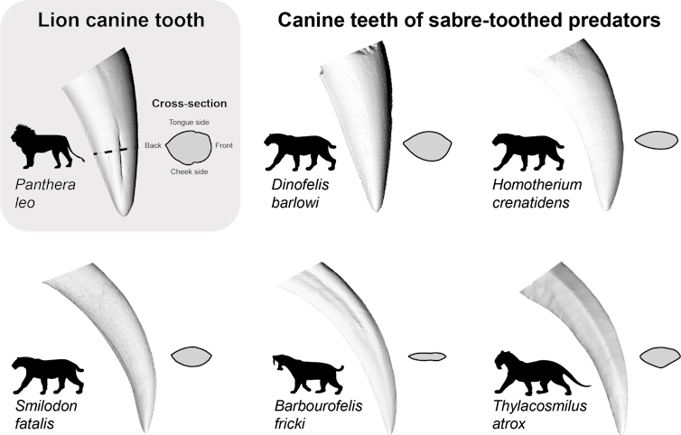 Diagram showing examples of sabre teeth compared to the canine tooth of a modern day lion.