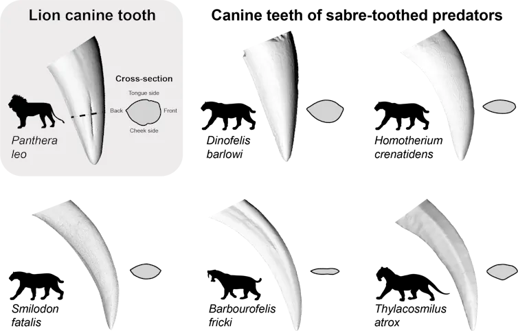Diagram showing examples of sabre teeth compared to the canine tooth of a modern day lion.