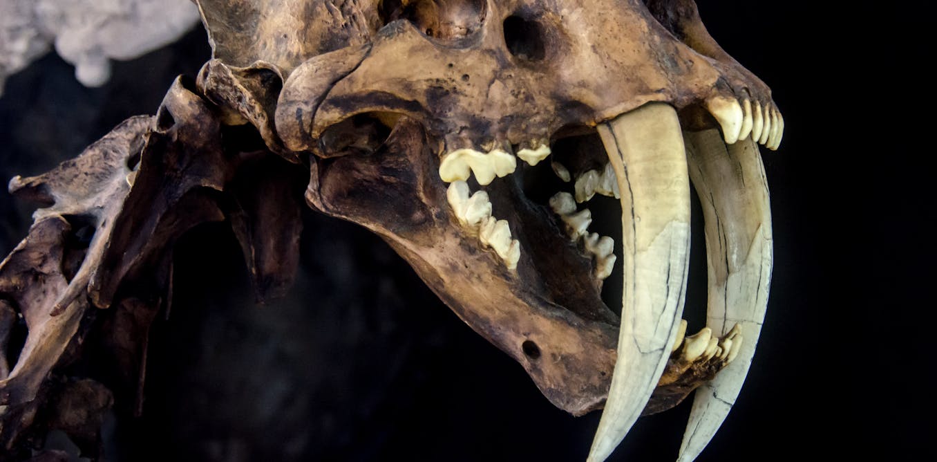 New research reveals why sabre-toothed predators evolved their deadly teeth New research reveals why sabre-toothed predators evolved their deadly teeth