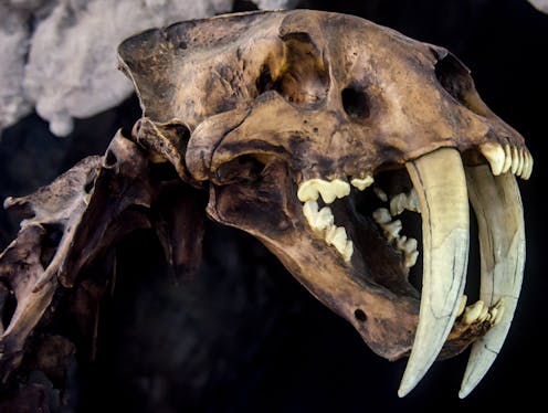 New research reveals why sabre-toothed predators evolved their deadly teeth