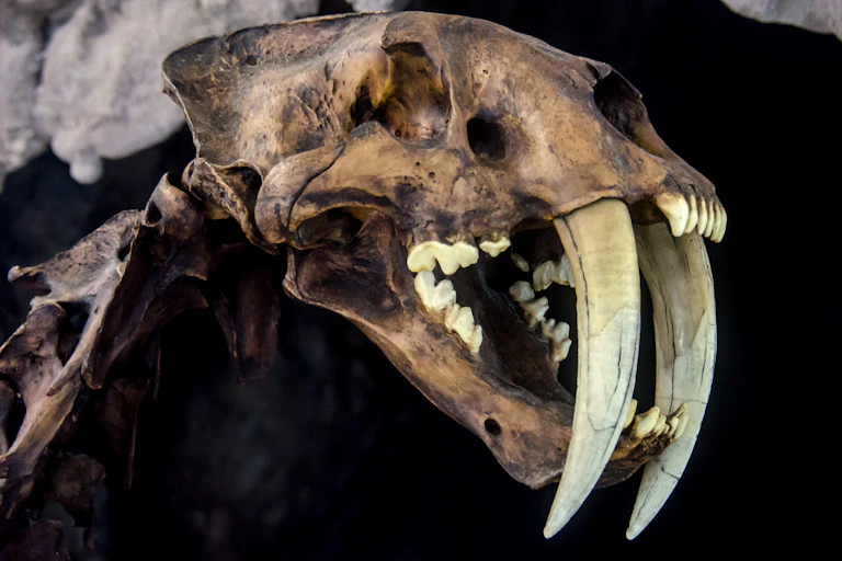 Skull of a feline with long, blade-like teeth.