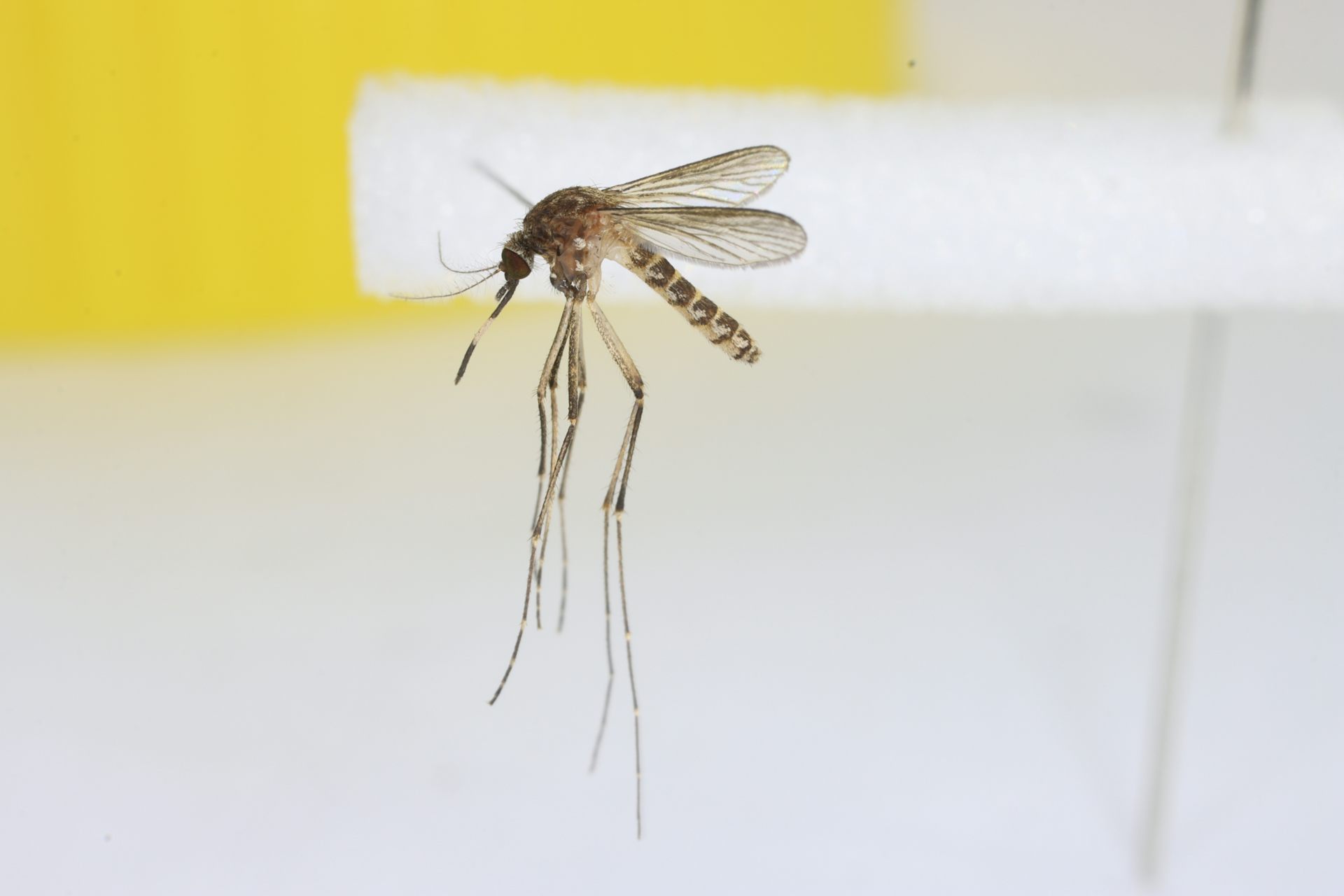 A close-up photo of a mosquito in a laboratory.
