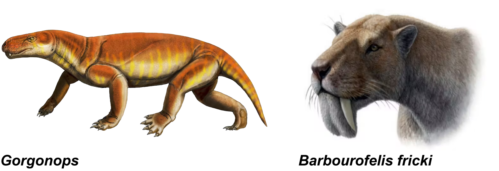 Drawing of a large orange reptile with four legs and sabre teeth and skull of a sabre-toothed cat next to a restored image of the head