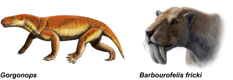 Drawing of a large orange reptile with four legs and sabre teeth and skull of a sabre-toothed cat next to a restored image of the head