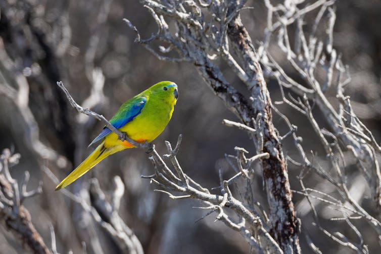 brightly coloured parrot on branch