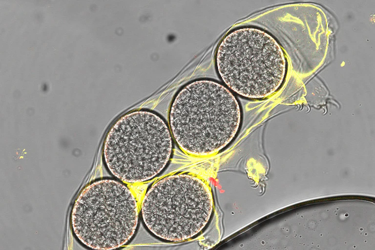 Un tardigrade Hypsibius exemplaris en microscopie confocale laser (vue de côté).