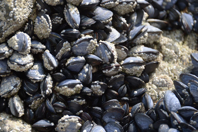 gros plan de moules sur un rocher