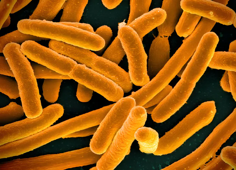 Rod-shaped E coli bacteria.