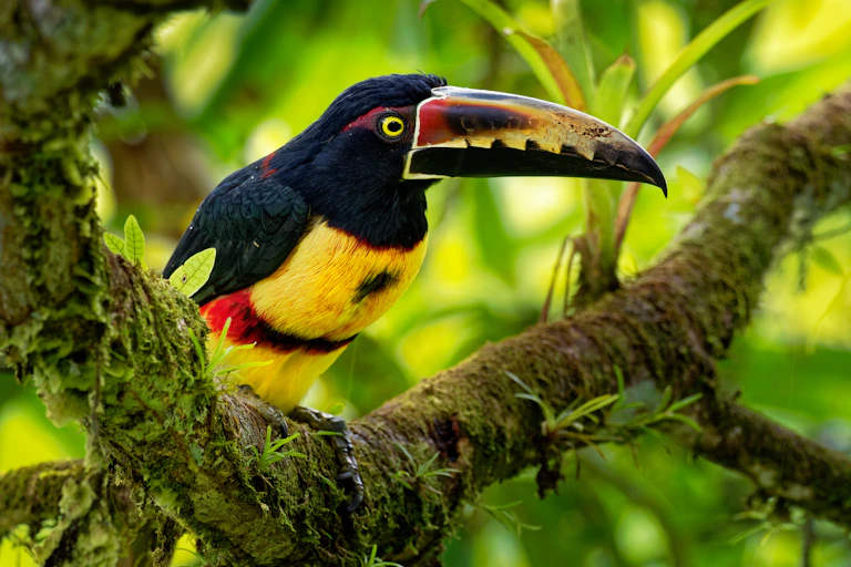 black and yellow collared aracari bird