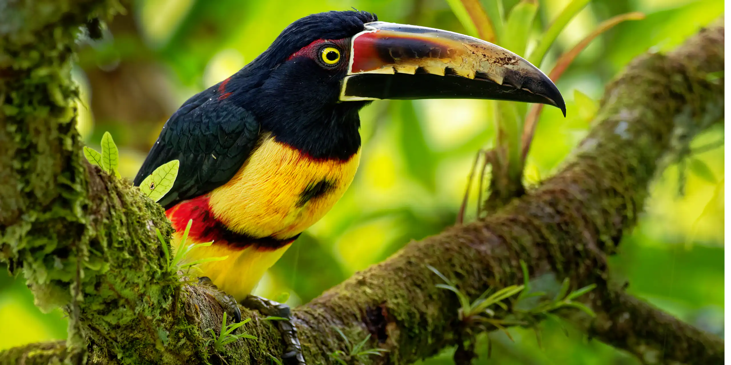 black and yellow collared aracari bird