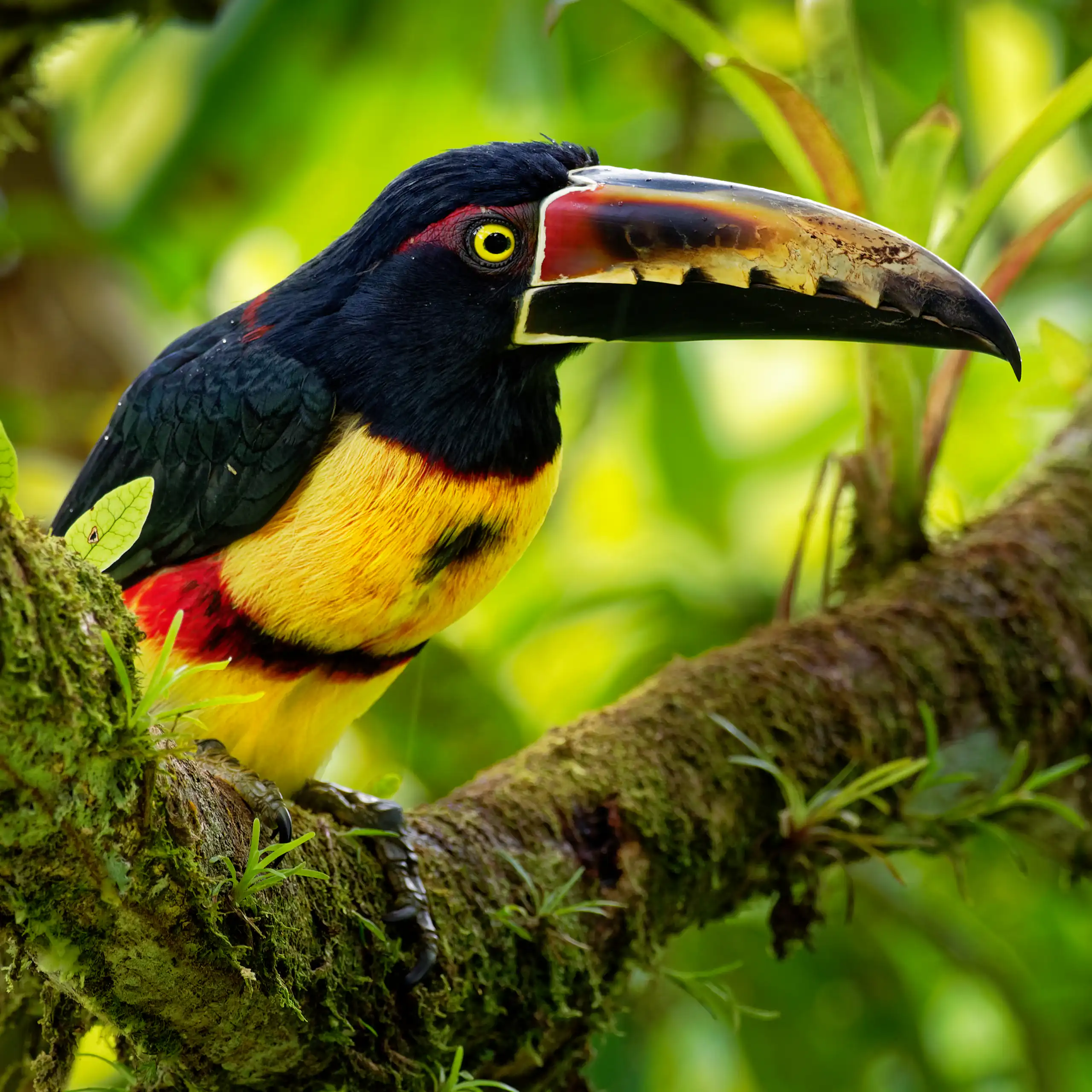 black and yellow collared aracari bird
