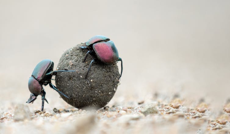 Dung beetles rolling some dung