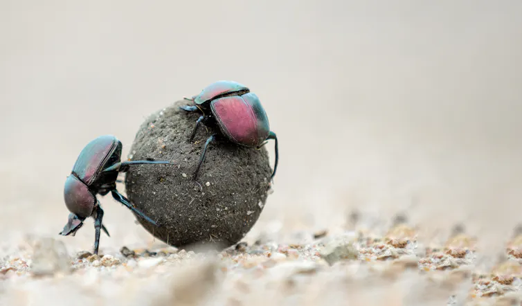 Dung beetles rolling some dung