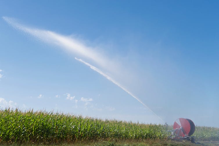 Water being sprayed over a maize field