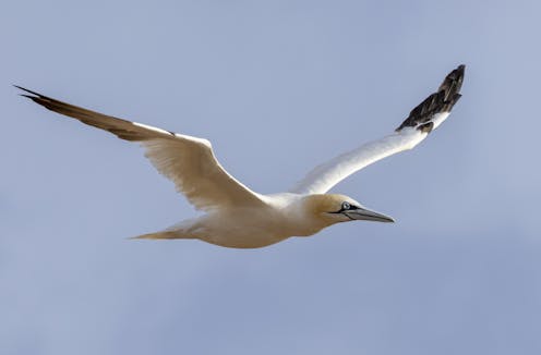 Why community volunteers will be essential for how NZ handles the arrival of bird flu