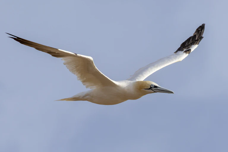 A northern gannet in flight.