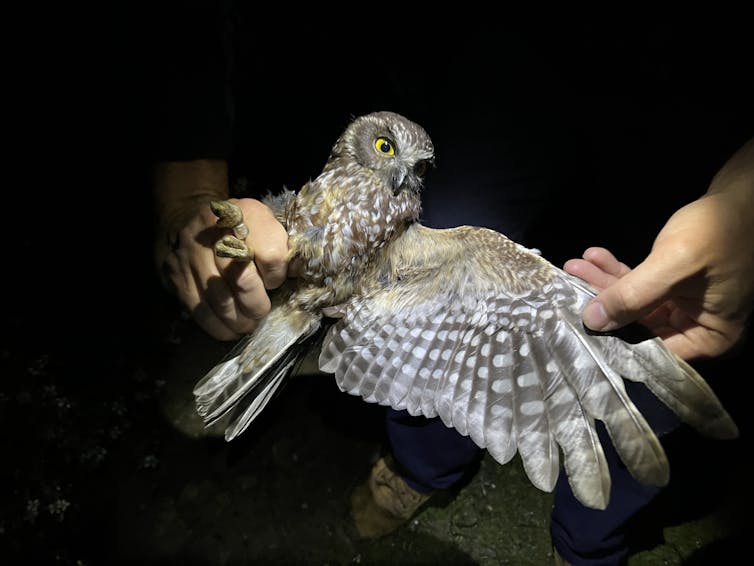 researcher attaches tracker to owl