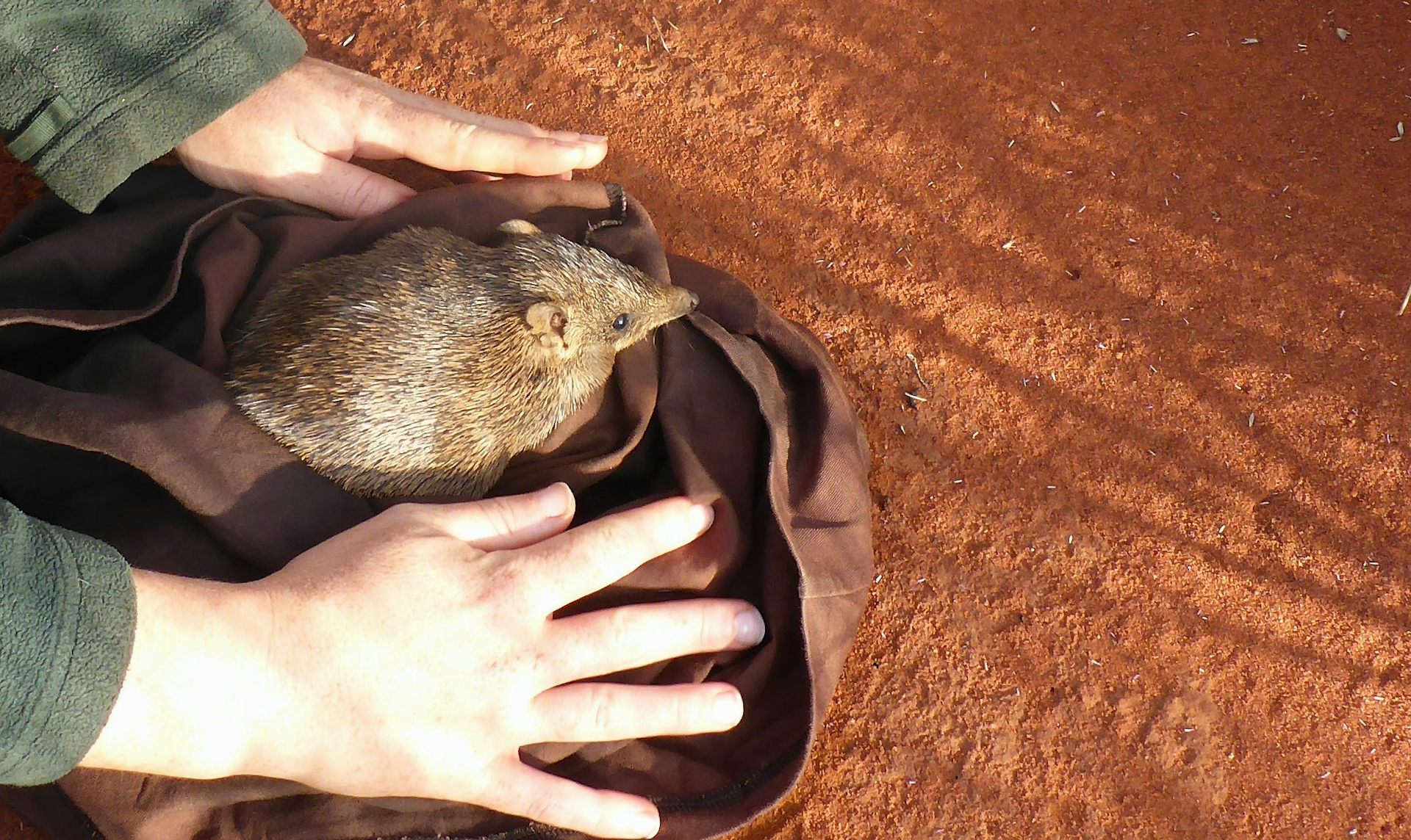 Gene pools are getting dangerously shallow for many species. We found 5 ways to help