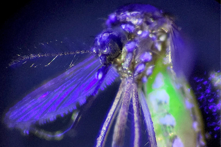 Close-up of an _Aedes_ mosquito, its abdomen glowing fluorescent green