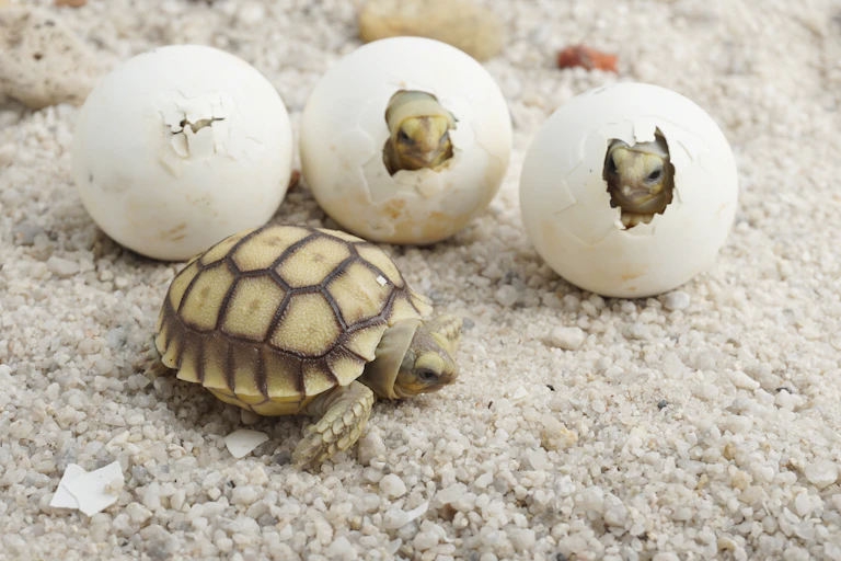 Des bébés tortues en train d'éclore.
