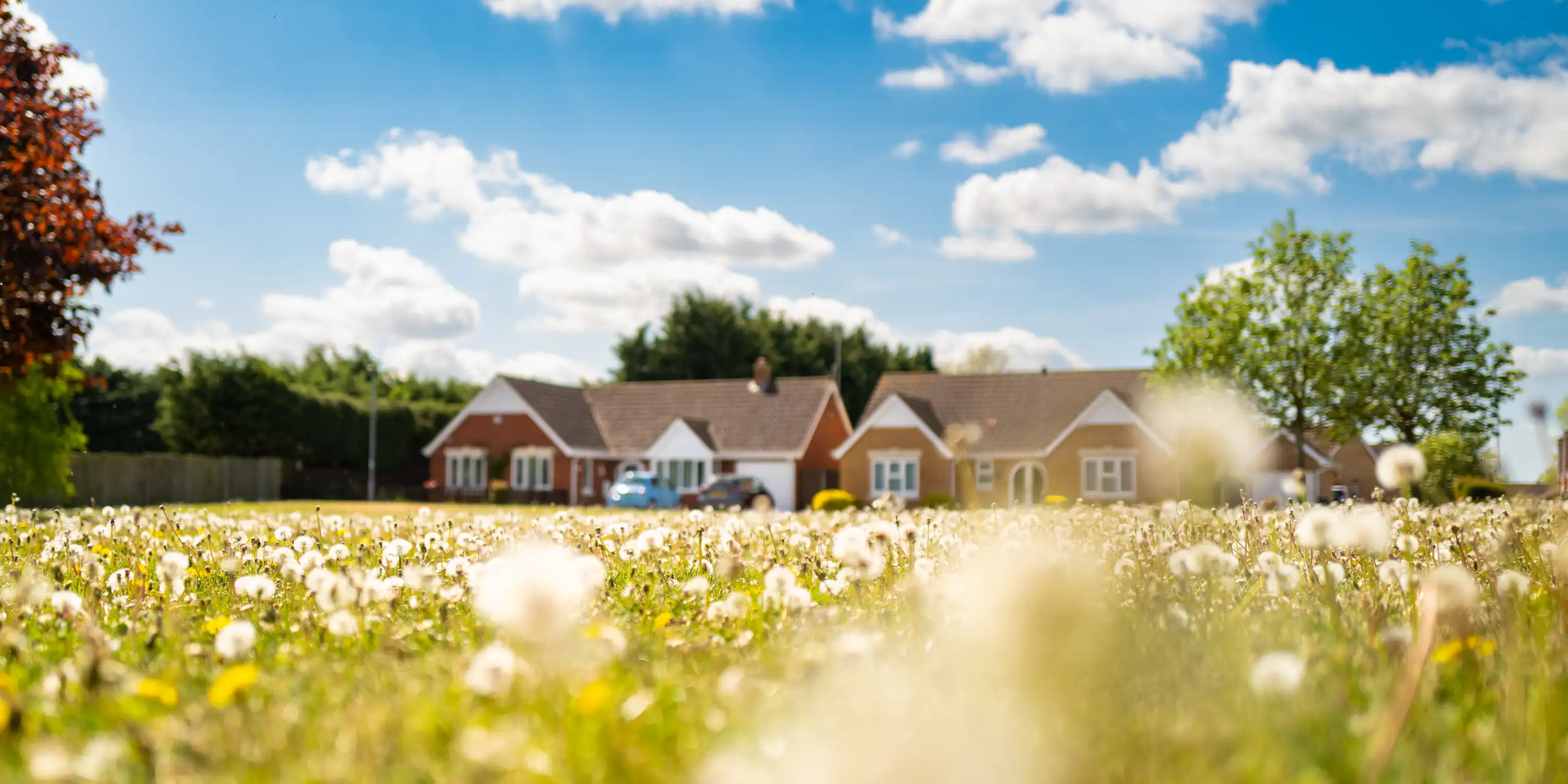new housing in background, wildflower meadow in foreground, blue sunny sky