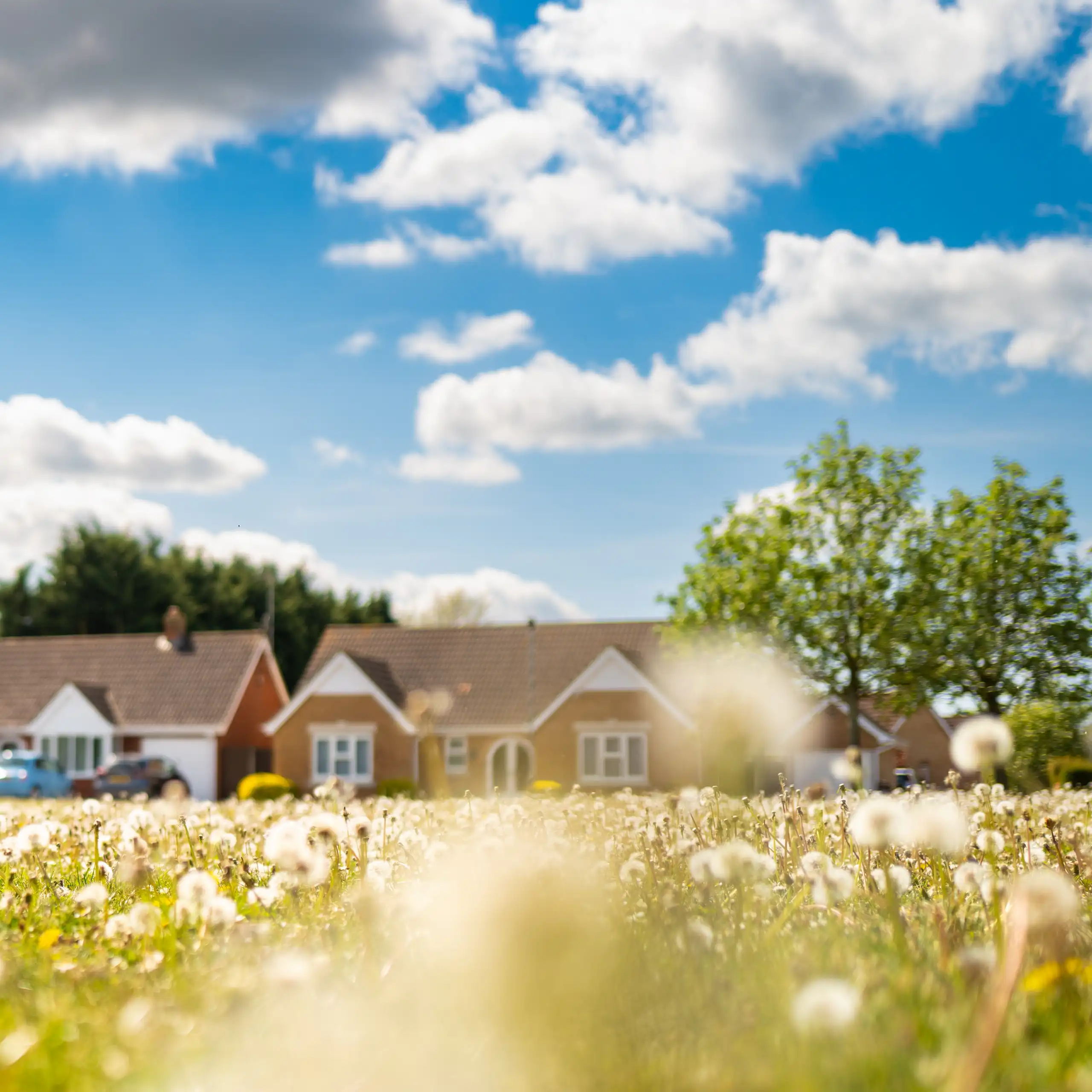 new housing in background, wildflower meadow in foreground, blue sunny sky