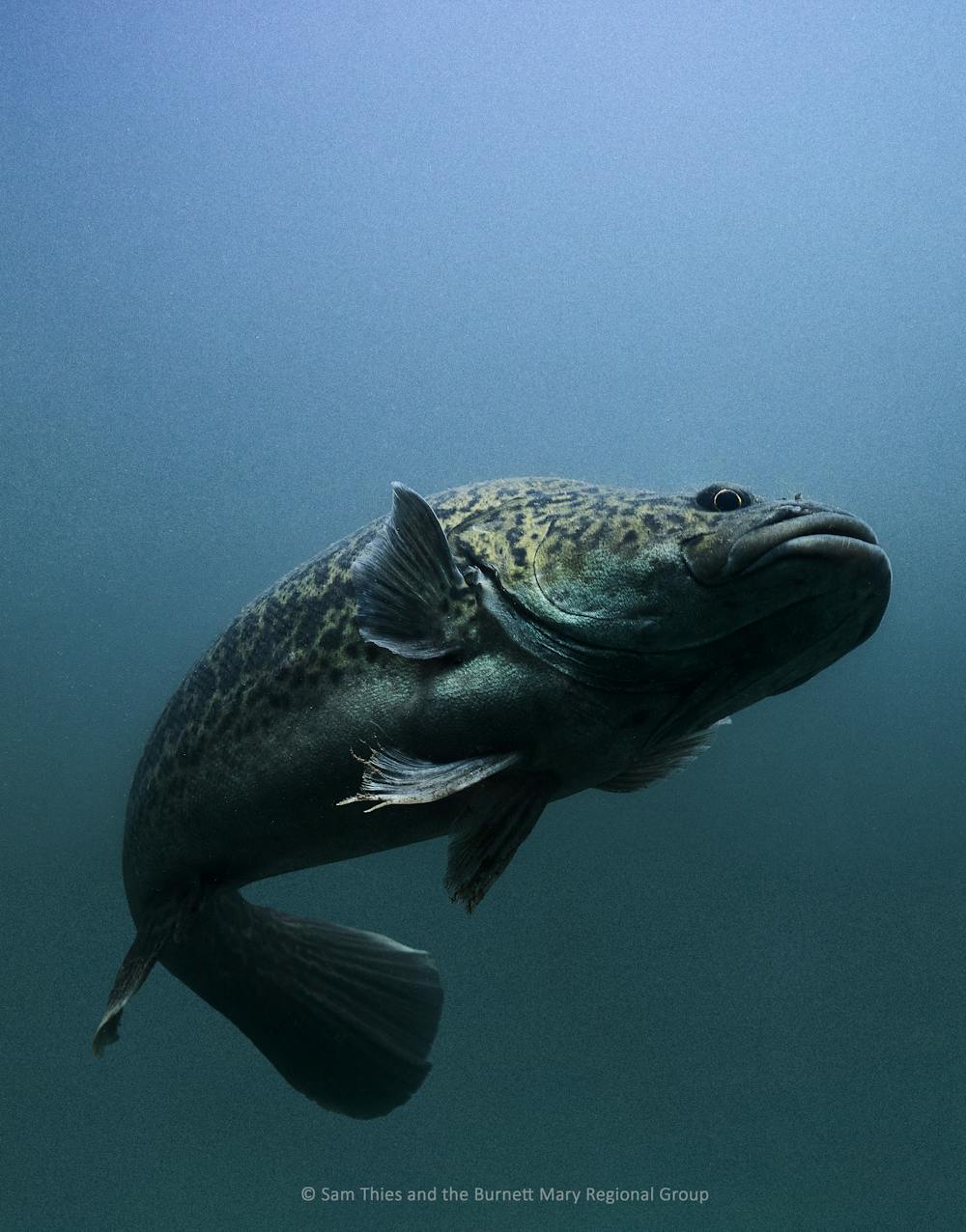 From cod logs to frog bogs: we catalogued 400 ways to help species ...