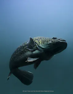 Underwater photo of a Mary River cod swimming