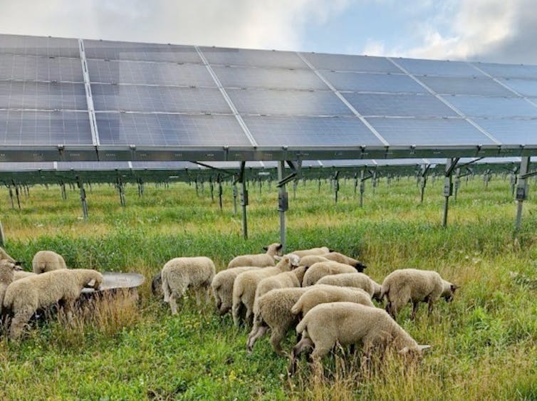 Sheep graze on grass in front of solar panels
