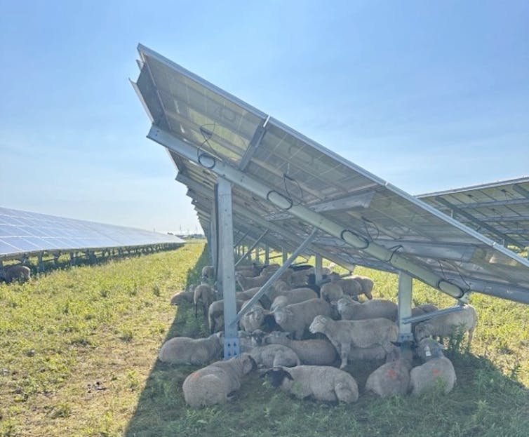 Sheep lie down in the shade of a row of solar panels