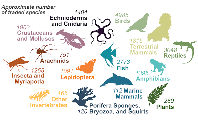 An illustration shows the number of species of different types of animals traded