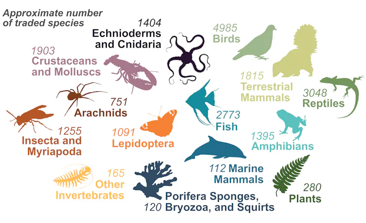 An illustration shows the number of species of different types of animals traded