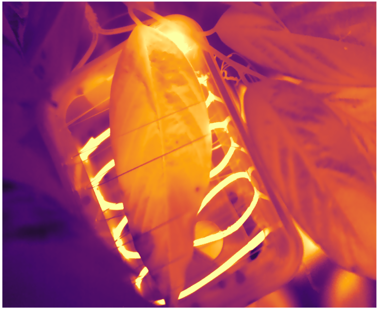 Infrared image of a heated leaf.