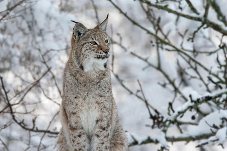 lynx sitting on snowy landscape, bare branches in back