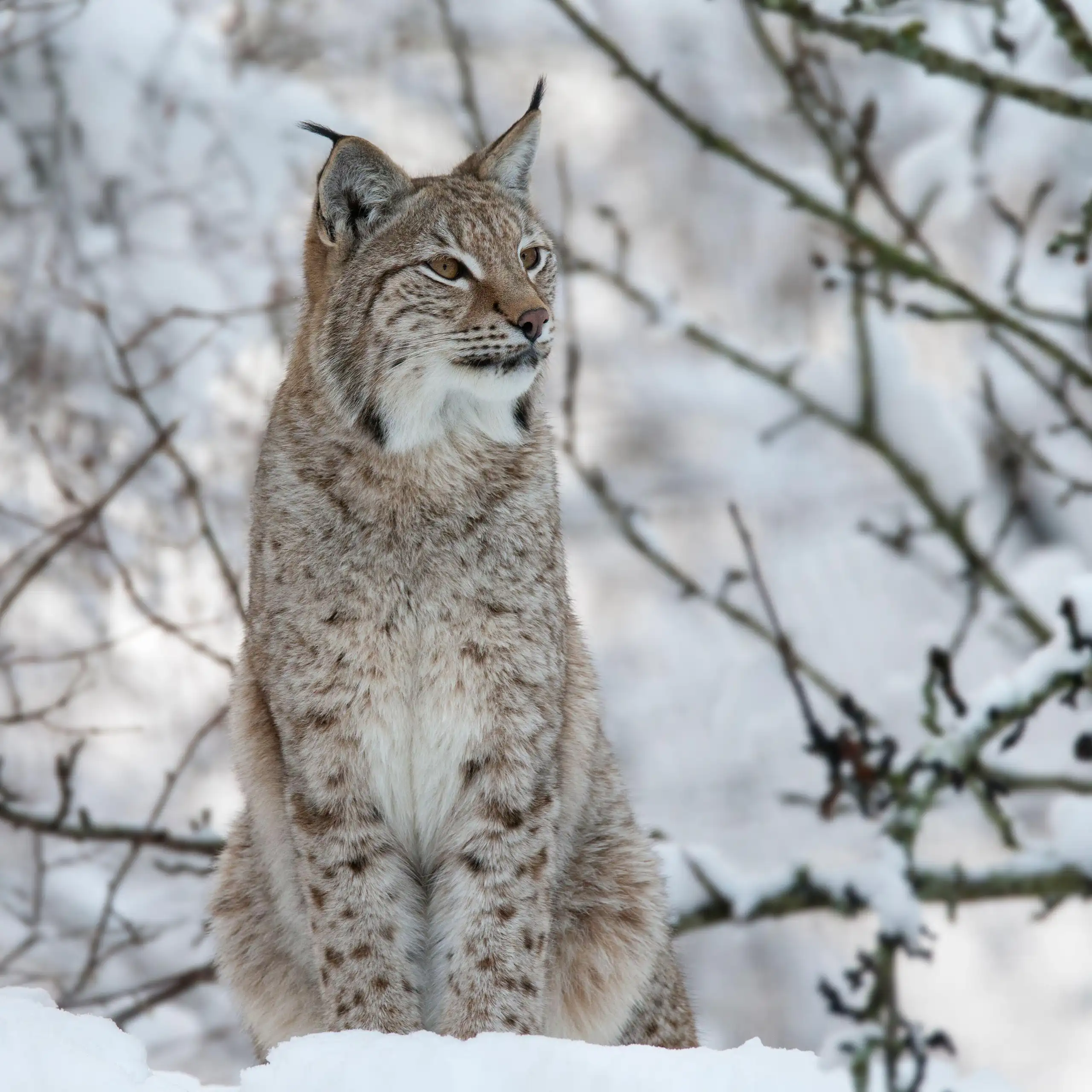 lynx sitting on snowy landscape, bare branches in back