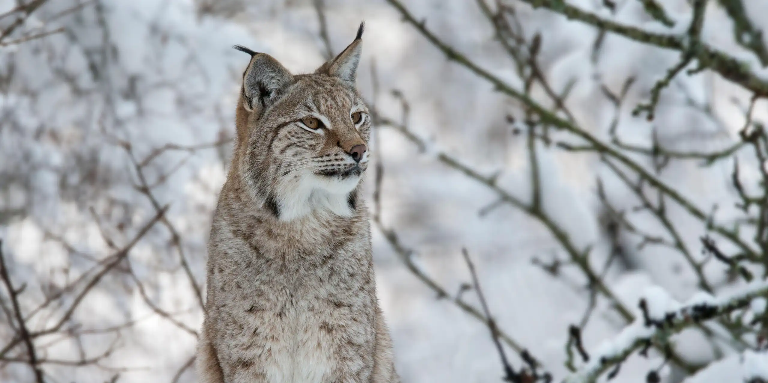 lynx sitting on snowy landscape, bare branches in back