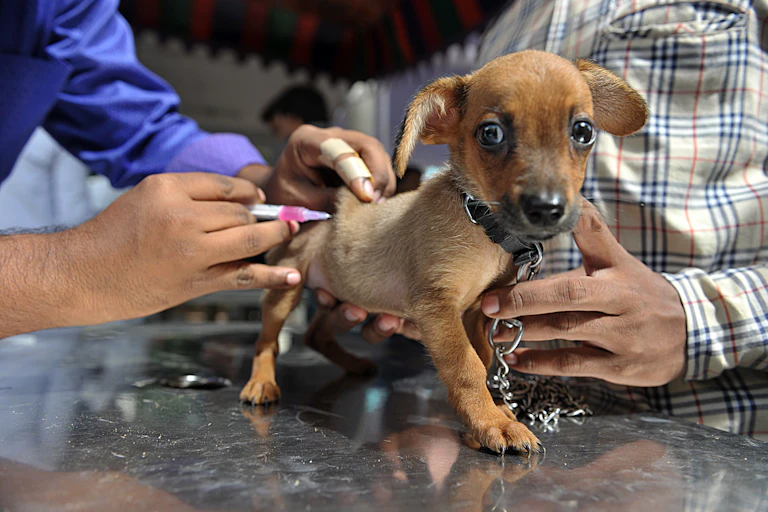 A dog getting a vaccine in a clinic.