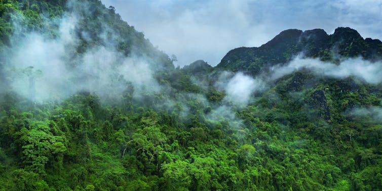 Morning mist floating above rainforest-lined mountside.