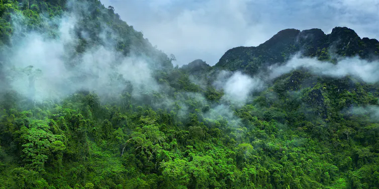 Morning mist floating above rainforest-lined mountside.