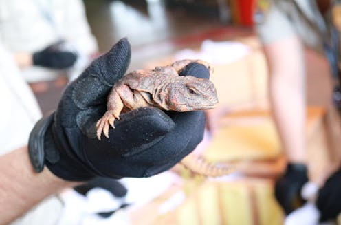 Global wildlife trade is an enormous market – a look at the billions of animals the US imports from nearly 30,000 species