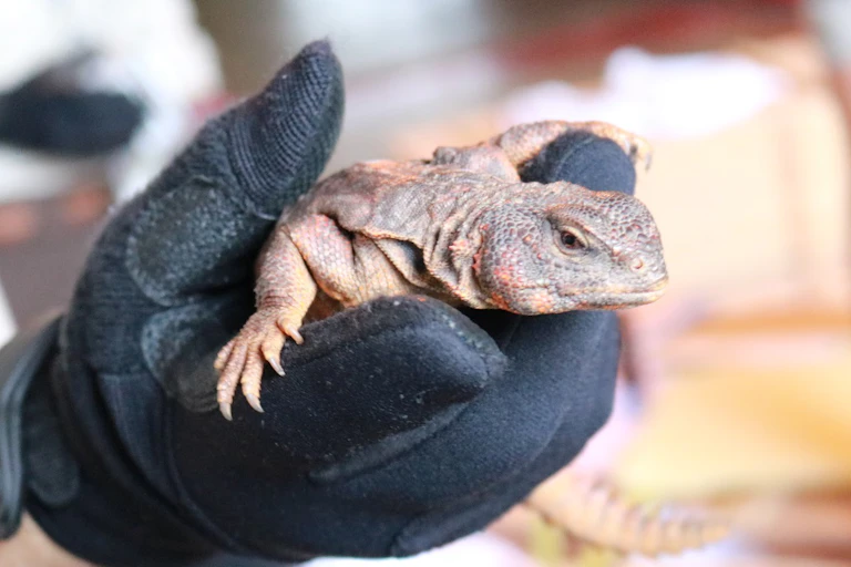 A gloved hand holds a lizard.